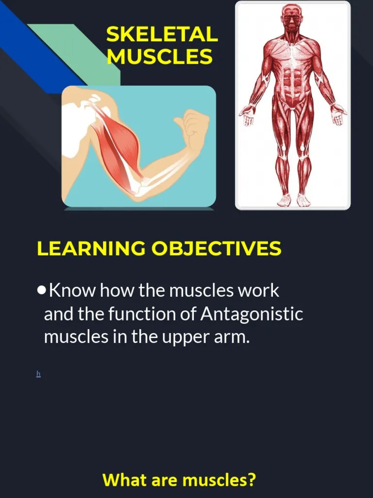 ? Muscles Lesson 1 & 2 | PDF | Muscle | Arm