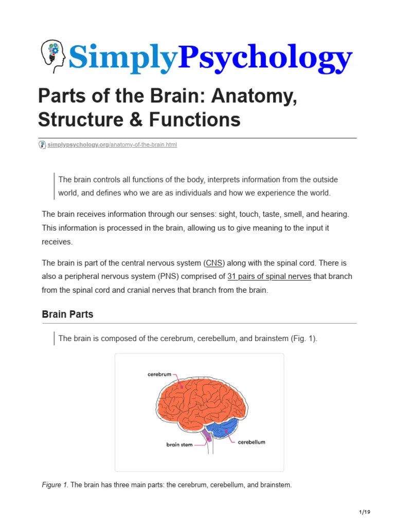 Simplypsychology.org-Parts Of The Brain Anatomy Structure Amp Functions ...