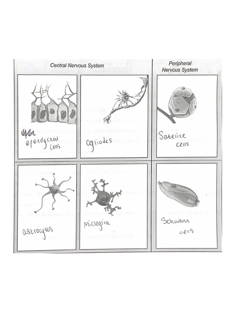 Central Nervous System | PDF