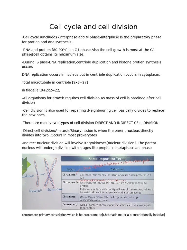 Cell Cycle And Div Revision | PDF | Mitosis | Ploidy
