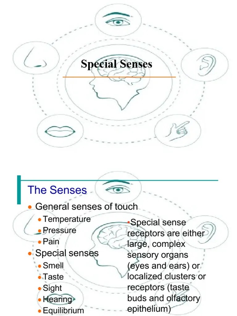 SPECIAL SENSES LAB | PDF | Taste | Ear