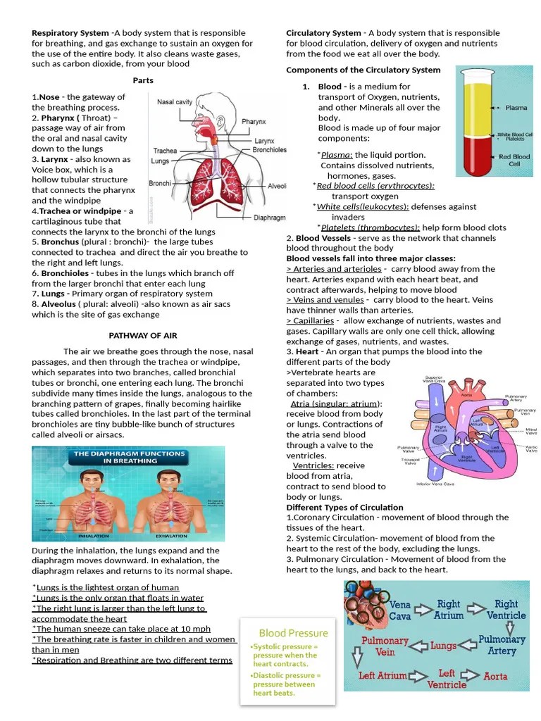 Respiratory System | PDF | Lung | Blood
