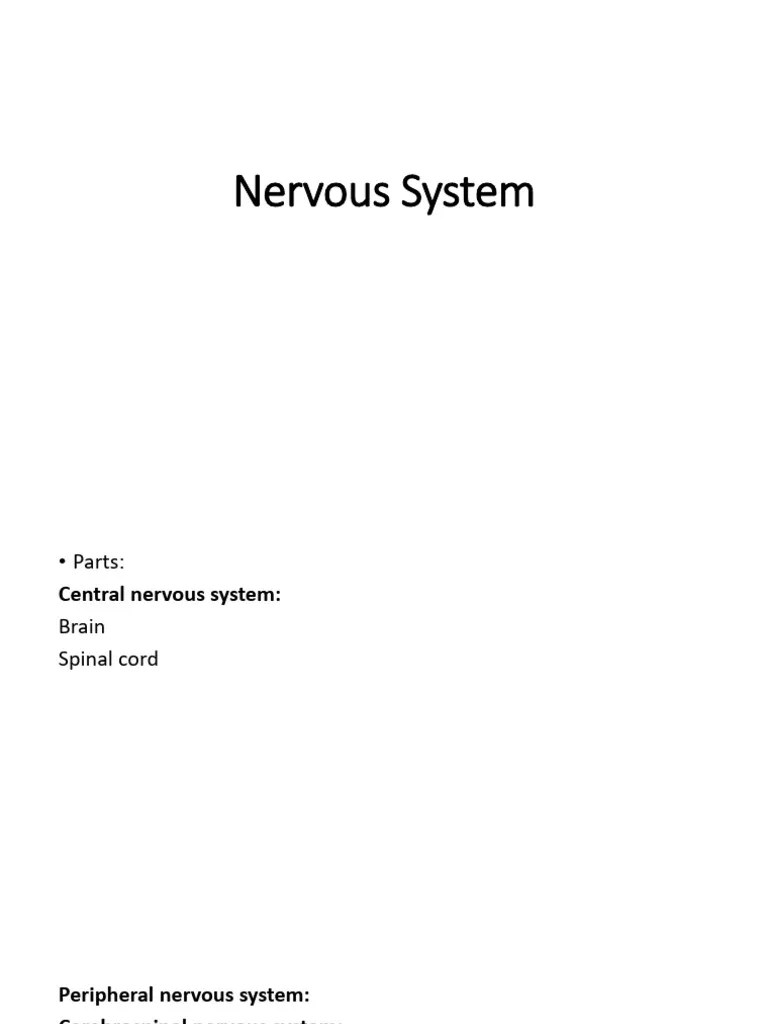 Nervous System | PDF | Nervous System | Axon