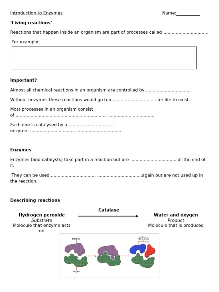 Enzymes Assignment | PDF | Enzyme | Glucose