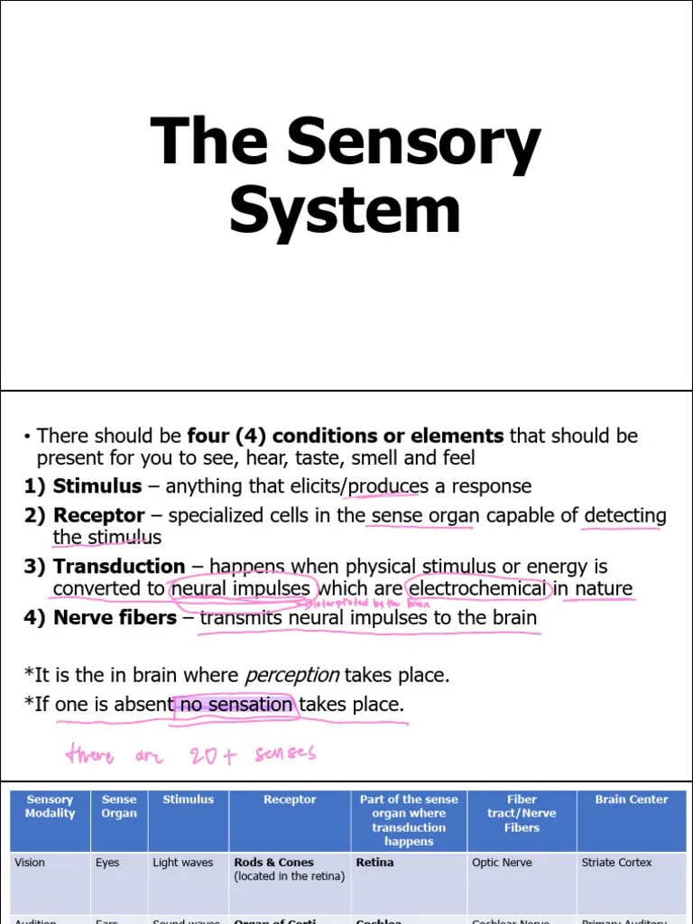 6) The Sensory System | PDF | Taste | Senses