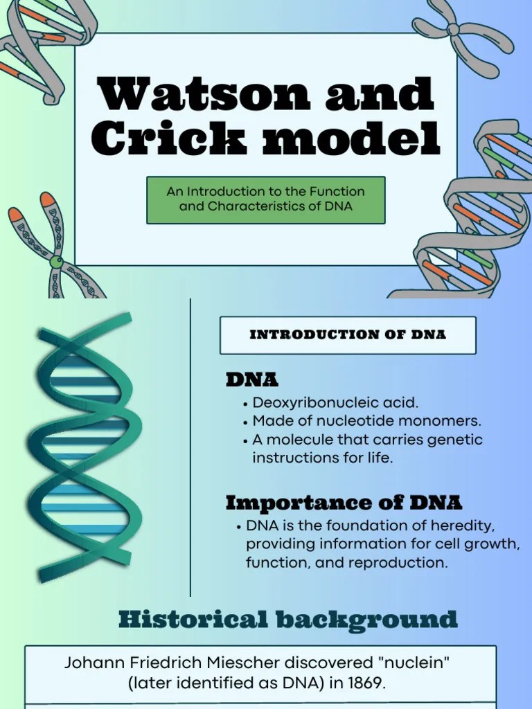 Watson And Crick Model | PDF | Dna | Nucleic Acid Double Helix