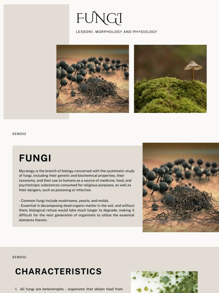 LectureonFungi Part1 | PDF | Fungus | Sexual Reproduction