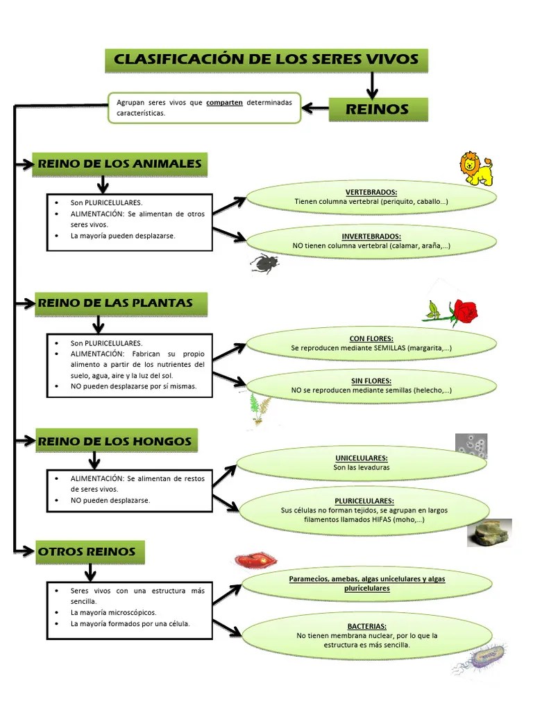 Clasificación De Los Seres Vivos | PDF | Algas | Hongo