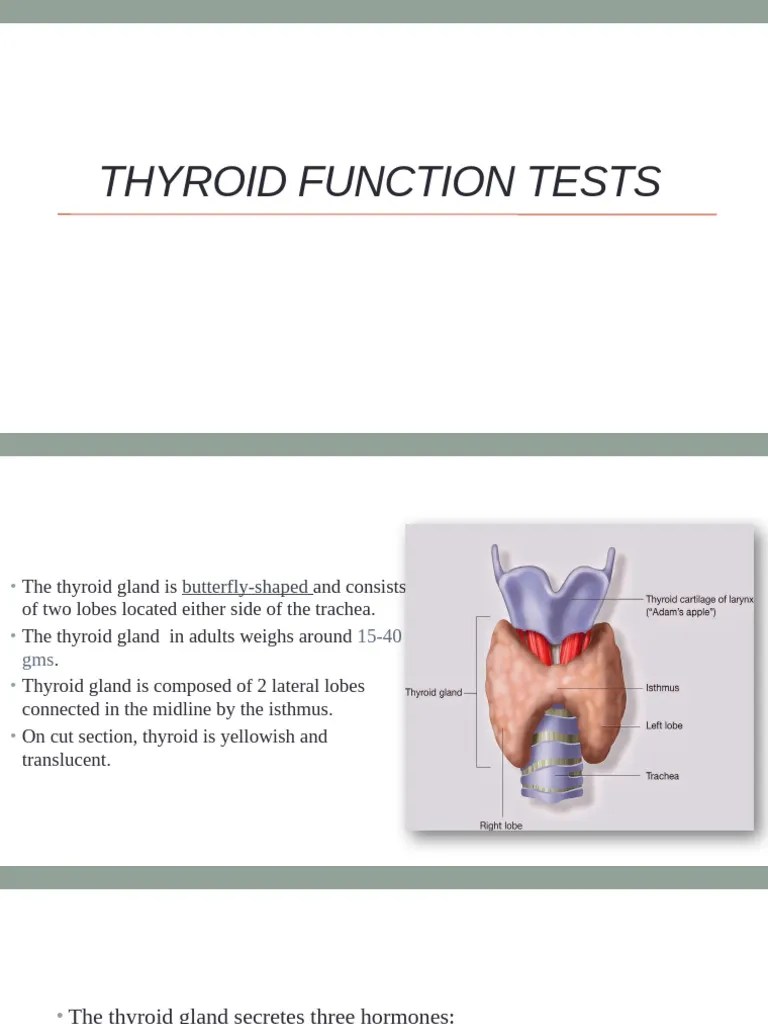Thyroid Function Test | PDF | Thyroid | Thyroid Stimulating Hormone