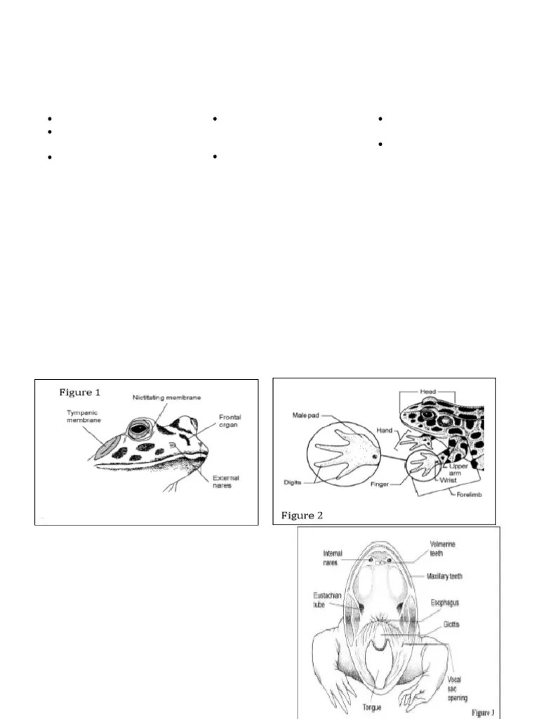 Frog Dissection Review Flashcards Quizlet - Abstract Arts - Stunning Ultra HD Collection