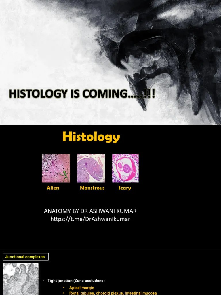 Histology Oneshot | PDF | Epithelium | Lymphatic System