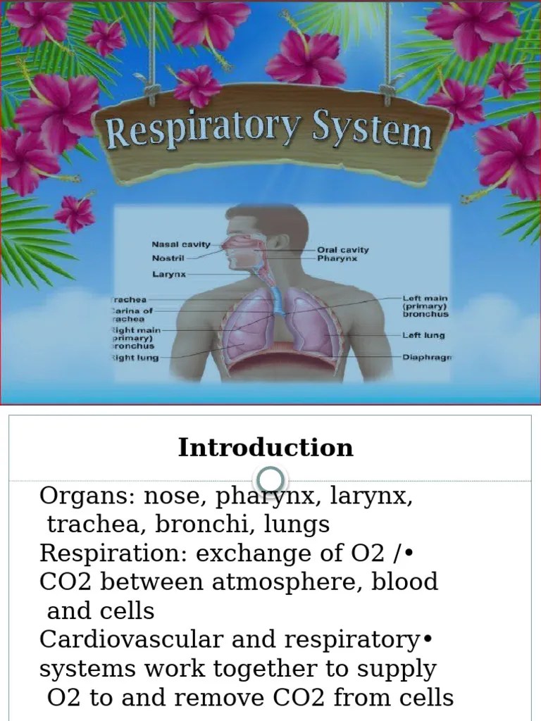 Respiratory System | PDF | Lung | Larynx