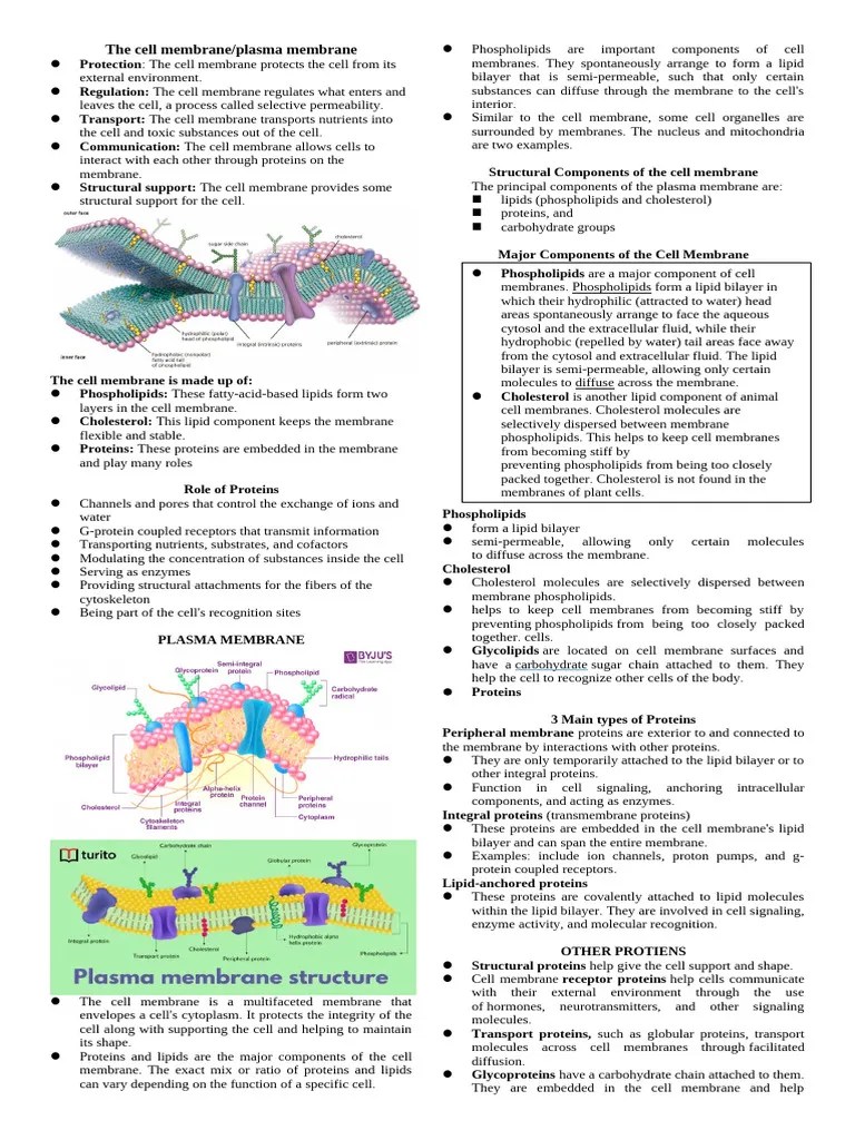 The-cell-membrane | PDF | Cell Membrane | Cell (Biology)
