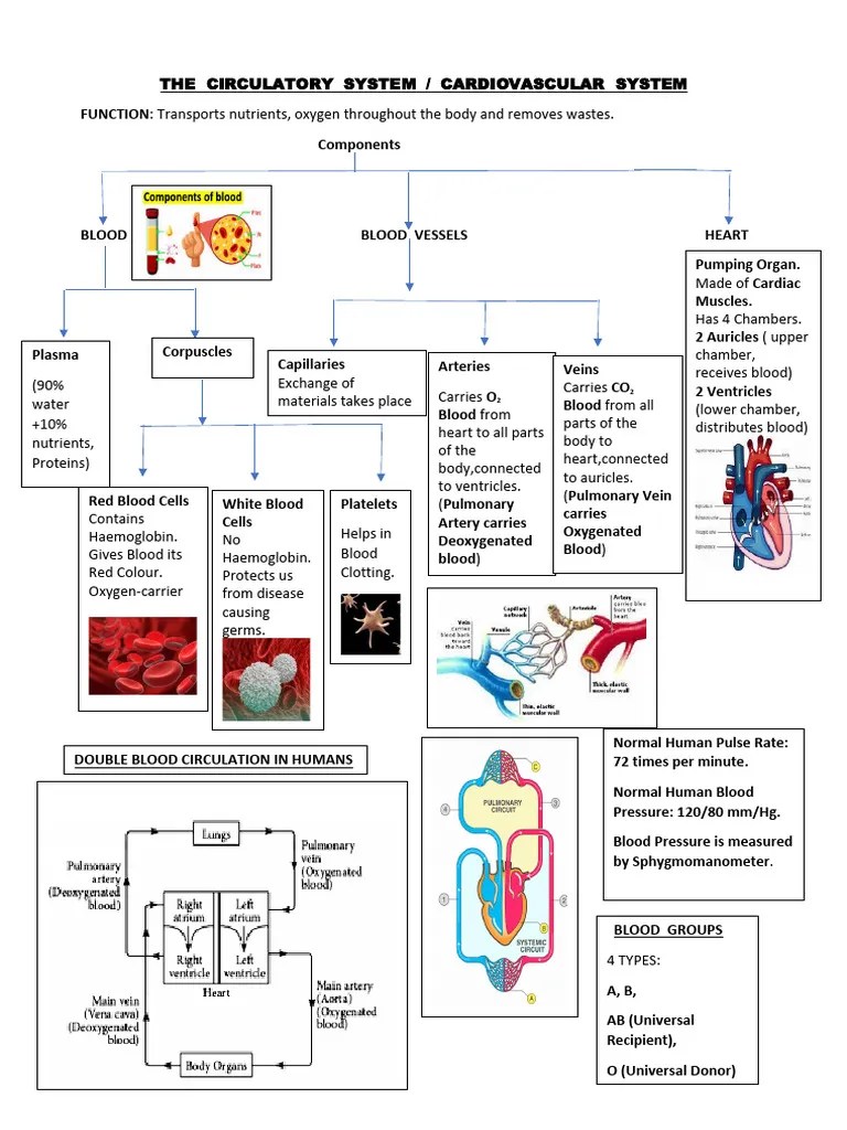 Circulatory System Mindmap | PDF | Blood | Heart