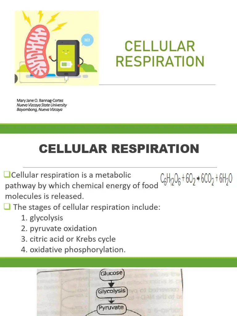 Cellular Respiration | PDF | Cellular Respiration | Mitochondrion