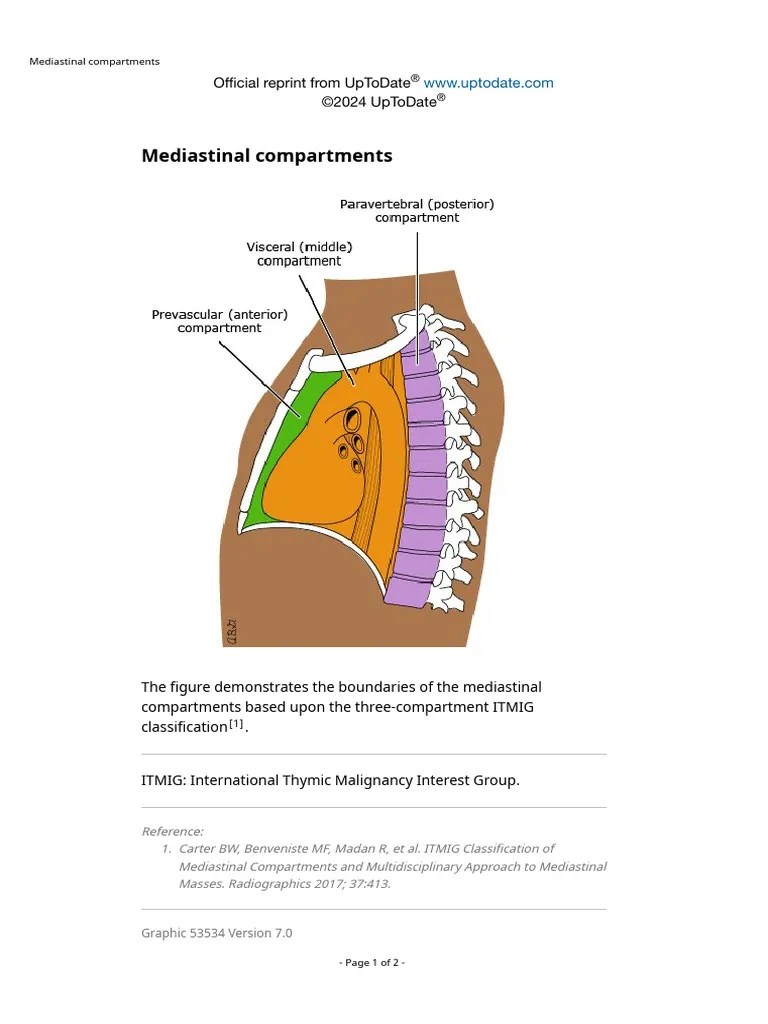 Mediastinal Compartments | PDF
