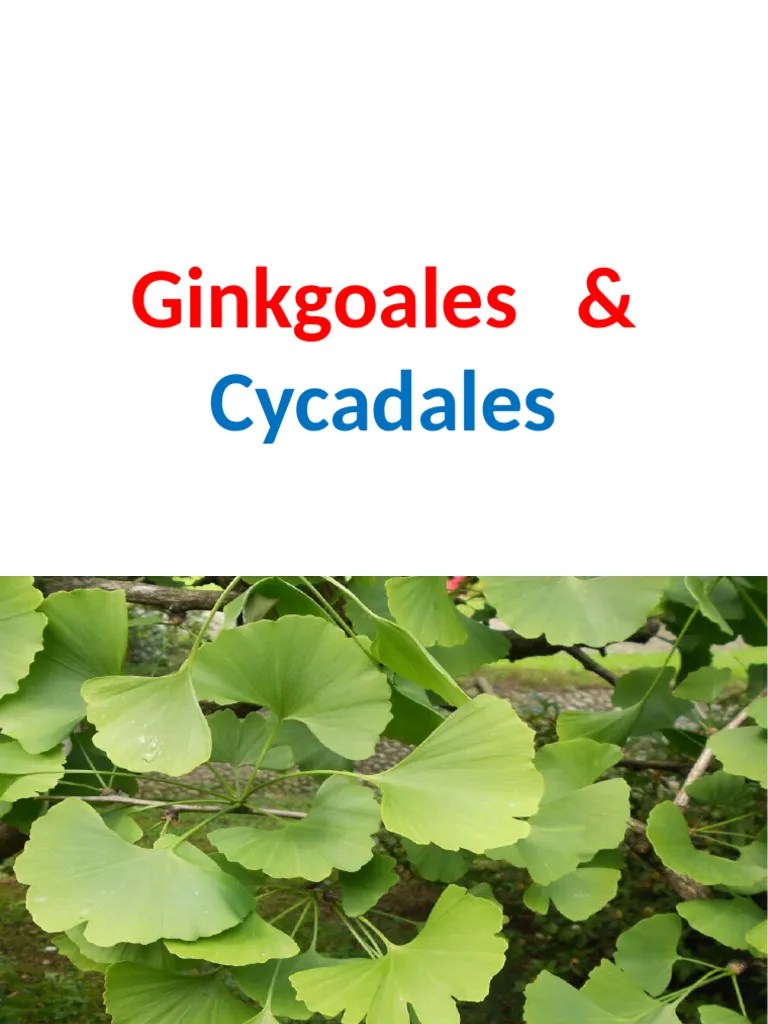 Lec # 21-22 (2) (2) | PDF | Plant Stem | Leaf