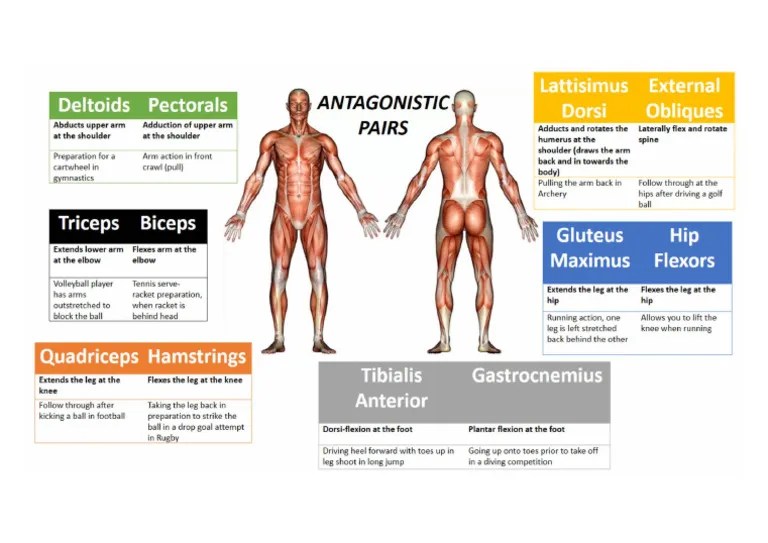Antagonistic Muscle Pairs | PDF