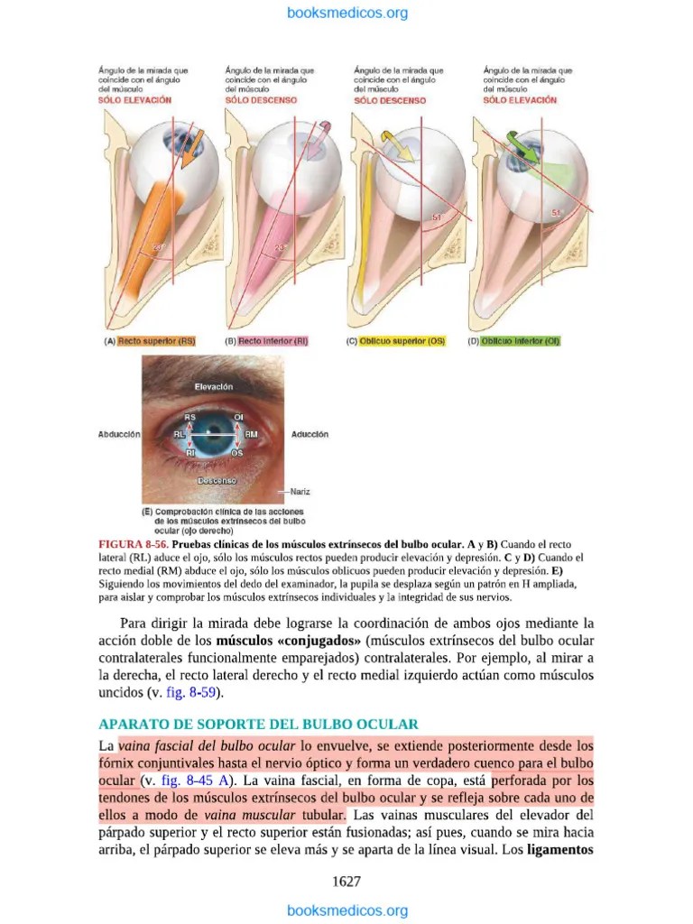 Anatomía Ojo | PDF