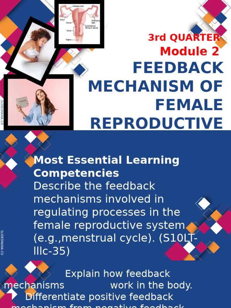 Menstrual Cycle | PDF | Menstrual Cycle | Endocrine System