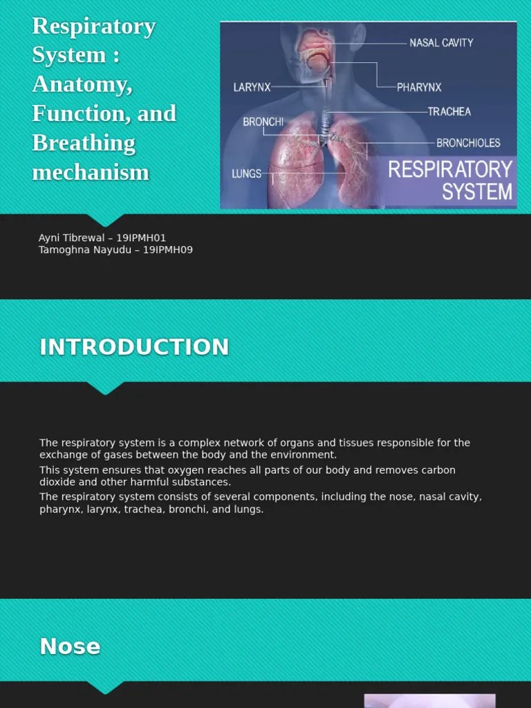 Respiratory System | PDF | Exhalation | Respiratory System