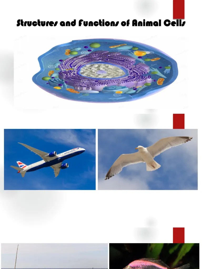 Animal Tissue | PDF | Epithelium | Connective Tissue