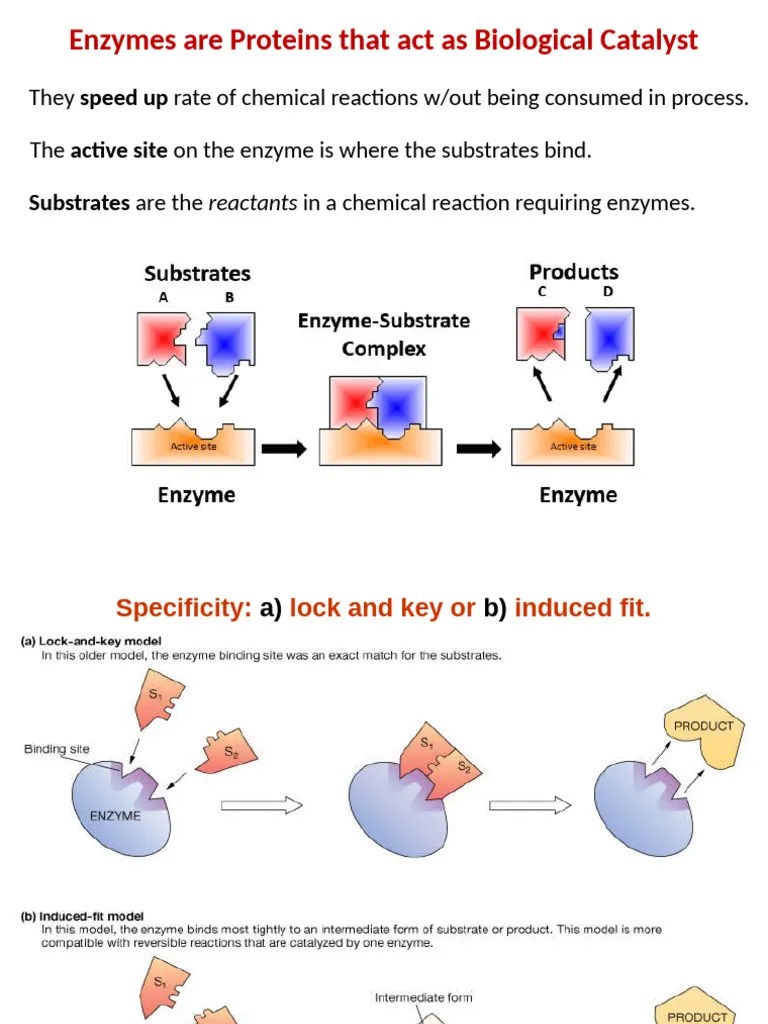 Enzyme Physiology | PDF | Enzyme | Cofactor (Biochemistry)