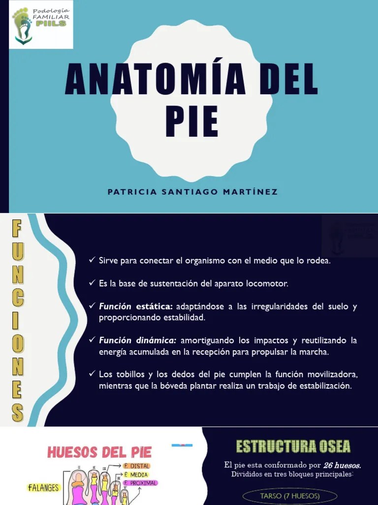 Anatomía Del Pie 3 | PDF | Pie | Tobillo