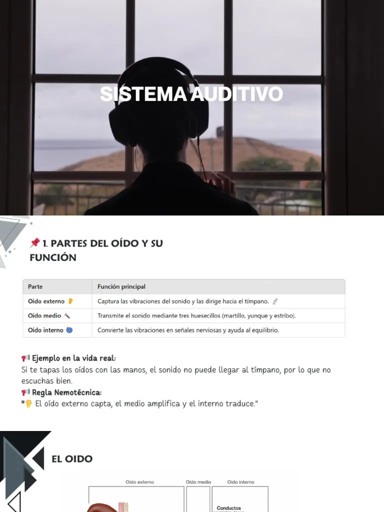 Funcionamiento Del Sistema Auditivo Pdf