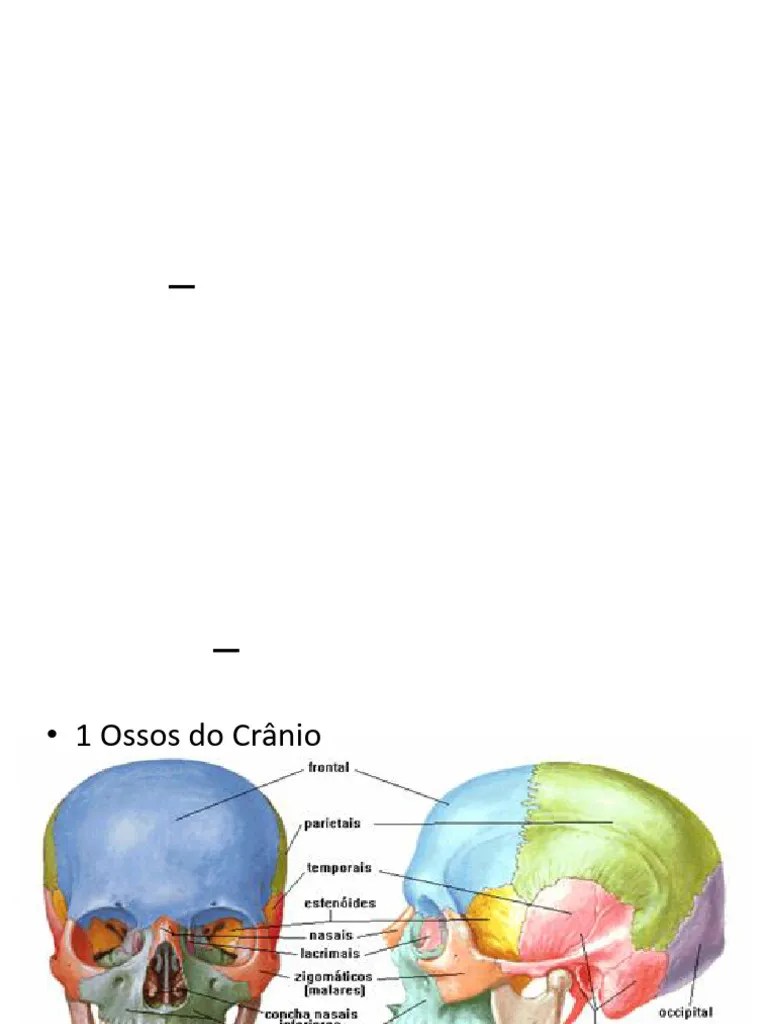 Esqueleto Axial E Apendicular | PDF