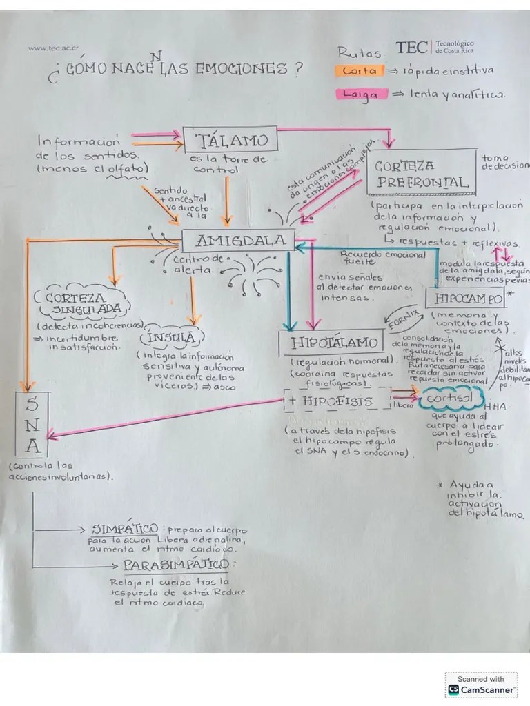 Cómo Nacen Las Emociones | PDF