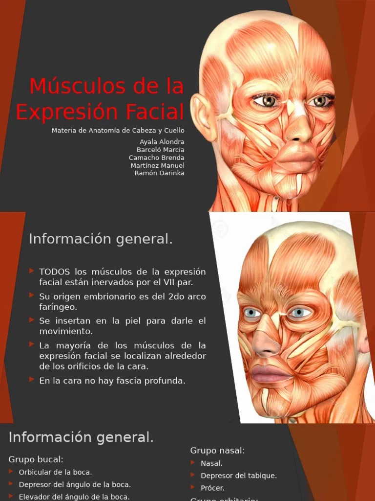 Músculos De La Expresión Facial - CyC | PDF | Nariz Humana | Anatomía Humana