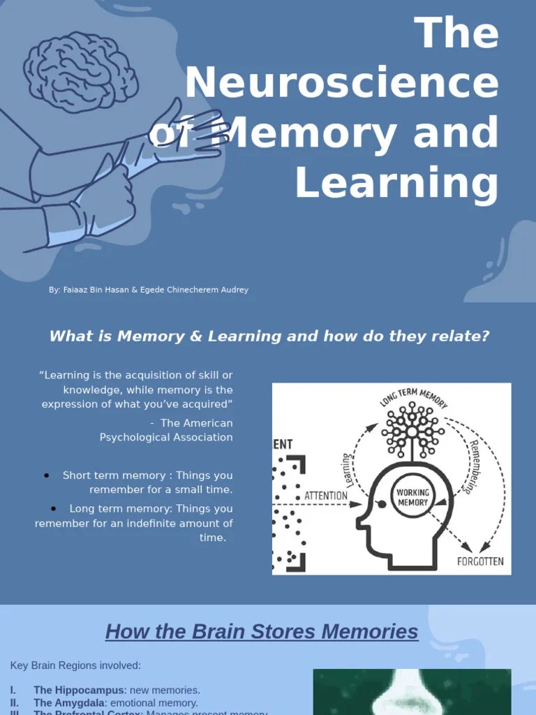 The Neuroscience Behind Memory And Learning | PDF | Memory | Recall ...