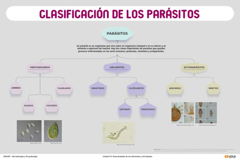 Infografia_Clasificación De Los Parásitos | PDF | Parasitismo ...