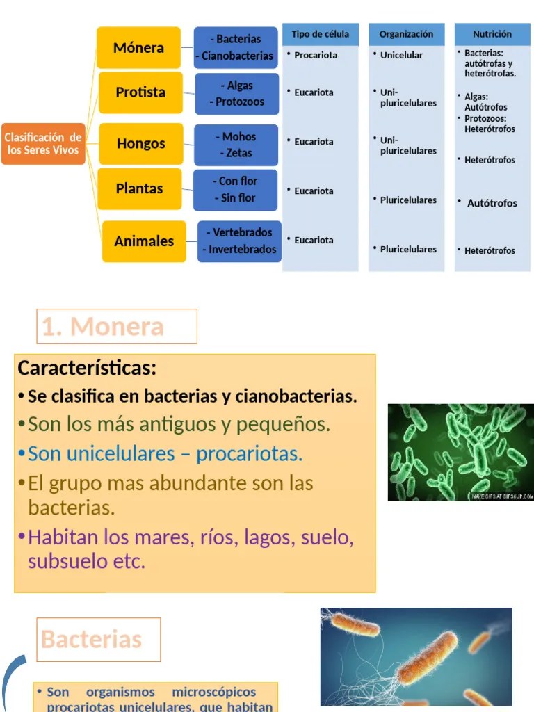 Clasificación De Los Seres Vivos | PDF | Eucariotas | Algas