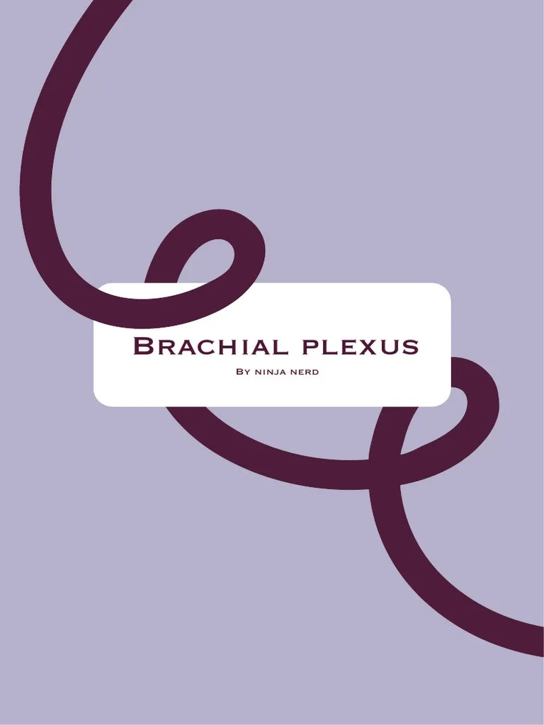 Brachial Plexus (Ninja Nerd) | PDF | Musculoskeletal System | Limbs (Anatomy)