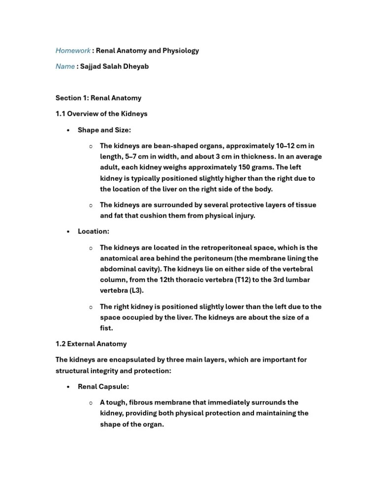 Renal Anatomy And Physiology | PDF | Kidney | Organ (Anatomy)