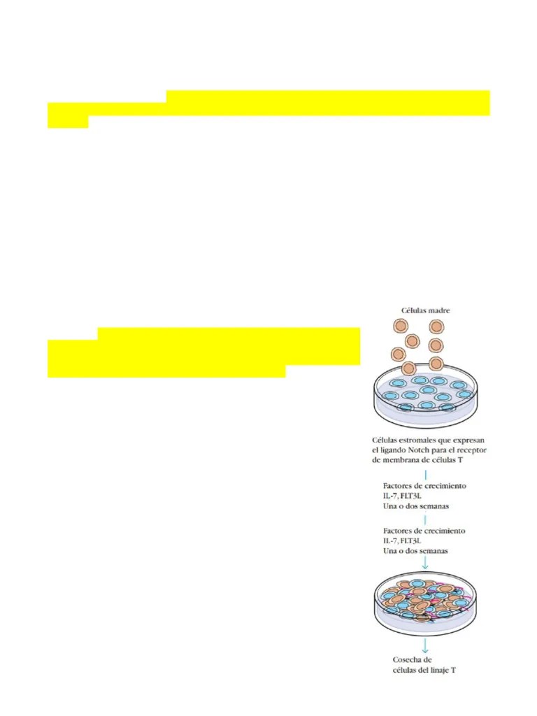 Linfocitos T | PDF | Célula T | Complejo Mayor De Histocompatibilidad