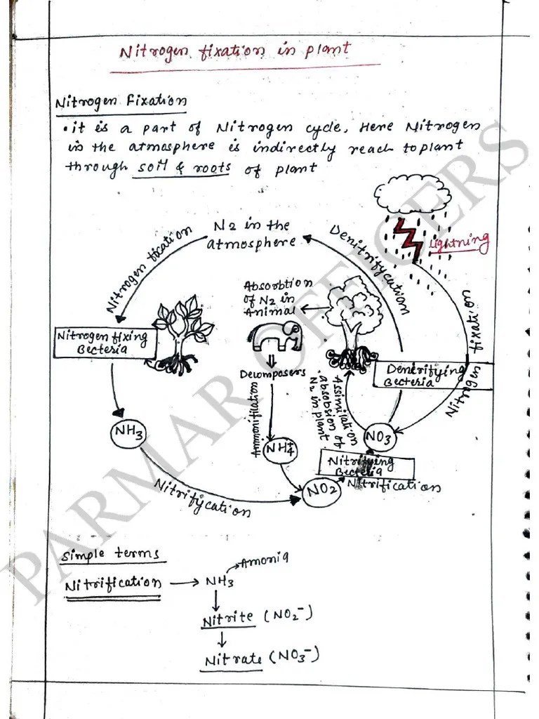 Nitrogen Fixation Pdf
