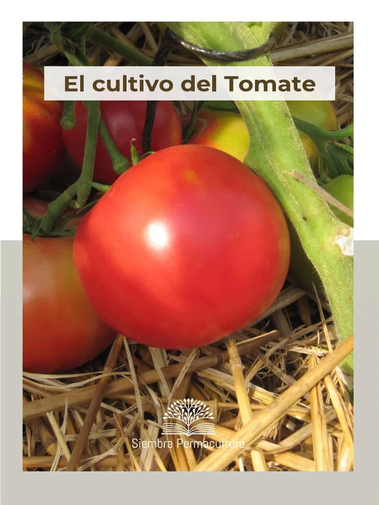 El Cultivo del tomate  PDF.