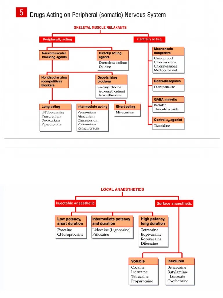 PERIPHERAL NERVOUS SYSTEM | PDF