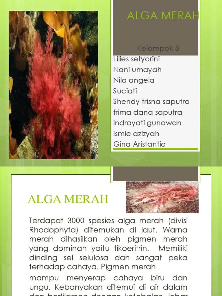 Alga Merah | PDF