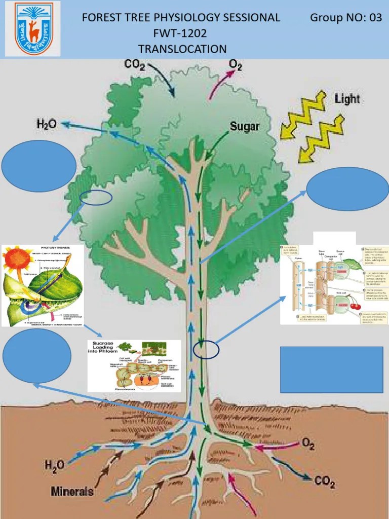 Forest Tree Physiology Sessional | PDF