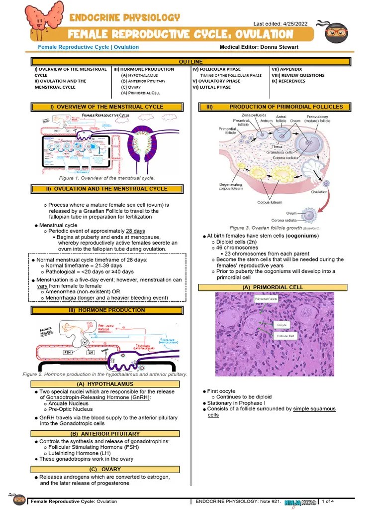 Female Reproductive Cycle Ovulation (2) Atf | PDF | Menstrual Cycle | Ovary