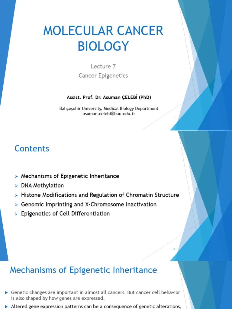 Lecture 7 Cancer Epigenetics | PDF | Epigenetics | Dna Methylation