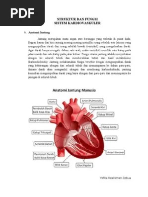 Status terkini pasien terkait dengan kondisi sistem kardiovaskular sebagai prioritas. Struktur Dan Fungsi Sistem Kardiovaskuler Pdf