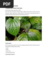 Kayu batangnya yang besar sudah sedikit awa gelap). Teras Kemuning Hitam Pdf