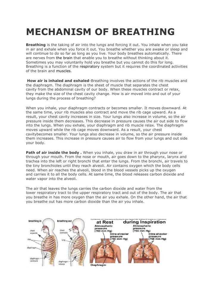 Mechanism Of Breathing | Breathing | Lung