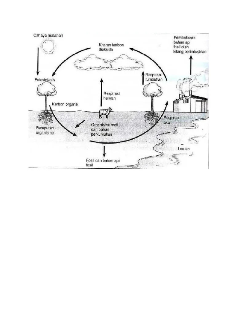 Kepentingan kitar nitrogen kitar nitrogen penting . Kitar Karbon Merupakan Proses Pengambilan Pdf