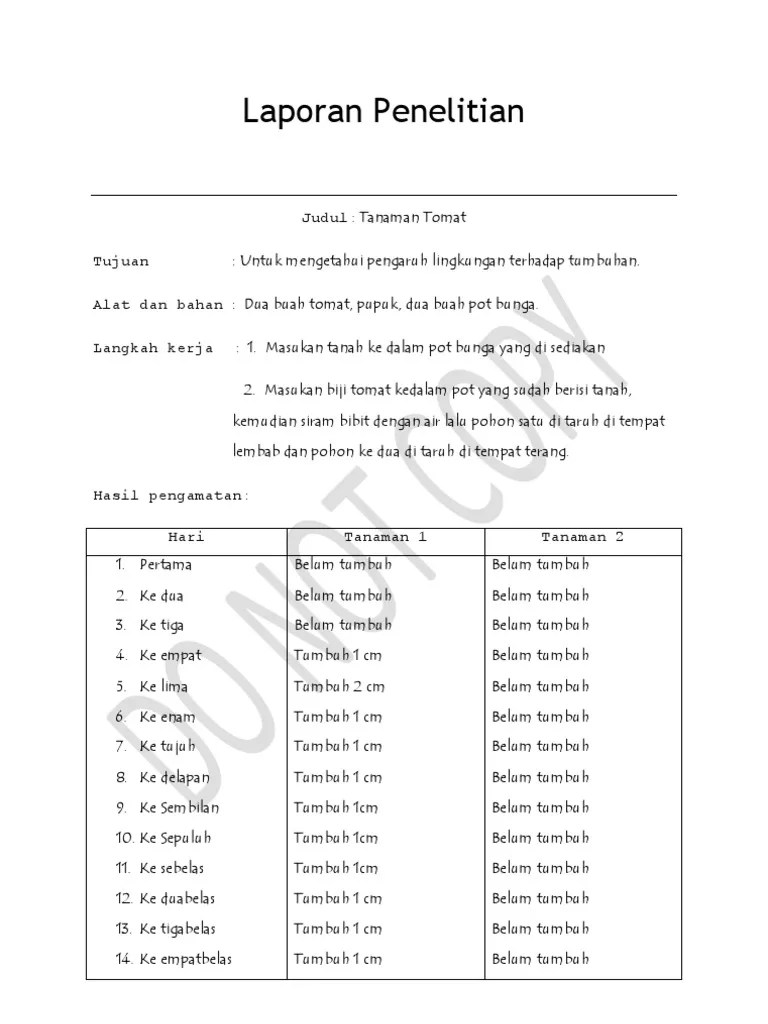 Laporan tugas akhir budidaya pakcoy (brassica rapa l.) dengan perlakuan . Laporan Penelitian Tanaman Tomat Pdf